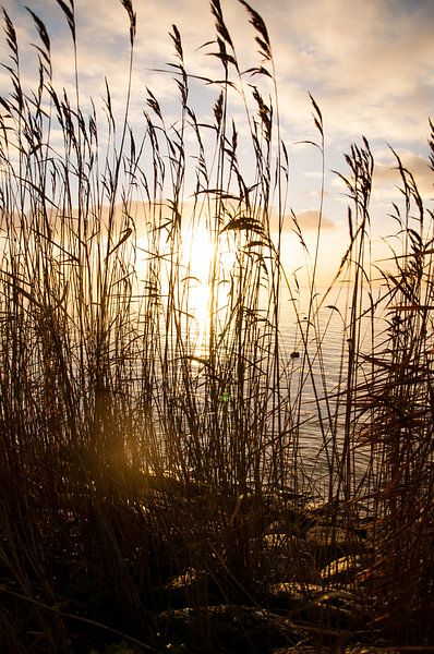 Rietkraag IJsselmeer by Erik van Riessen