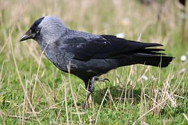 Kauw van Wierd Koops