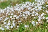 The Dandelion - Taraxacum officinale by Rob Smit thumbnail