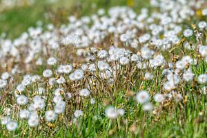 Der Löwenzahn - Taraxacum officinale