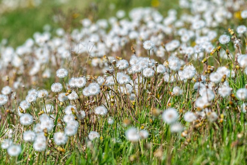 Der Löwenzahn - Taraxacum officinale von Rob Smit