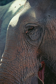 Close-up of an elephant in warm sunlight