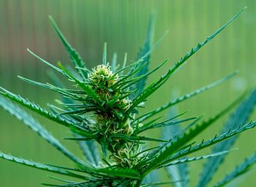 Fleur d'une plante de cannabis Macrophotographie sur Animaflora PicsStock