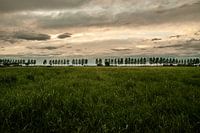 Idzardian Treeline