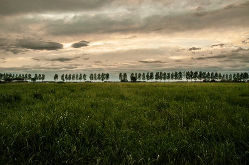 Idzardianische Baumgrenze