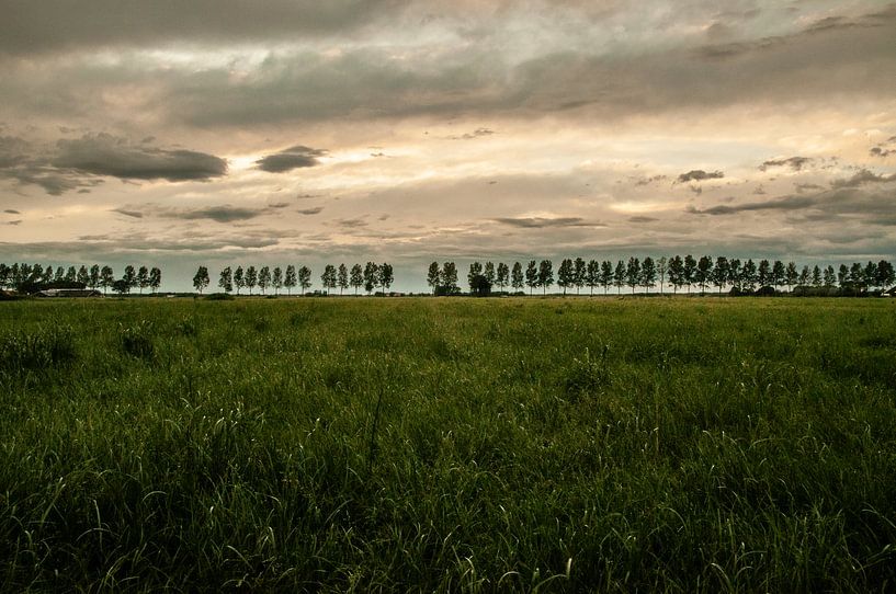 Idzardian Treeline by Rik Verbeek
