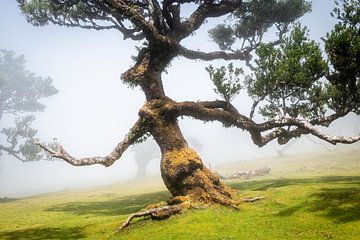 Arbre errant qui se tortille sur Erwin Pilon