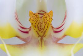 Recht in het hart (1)