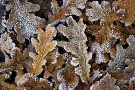 Frost in the oak forest - winter magic by Rolf Schnepp