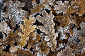 Frost in the oak forest - winter magic