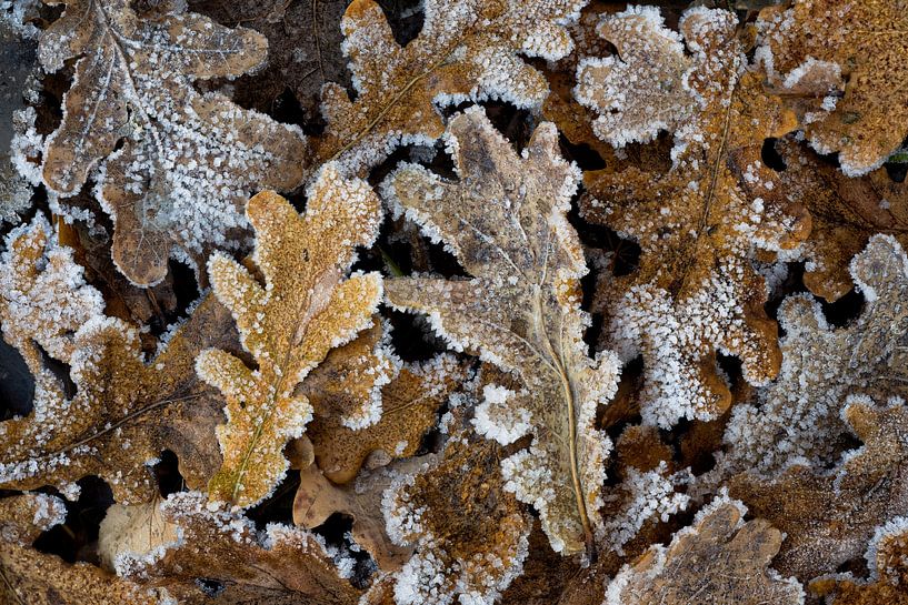 Frost im Eichenwald - Winterzauber von Rolf Schnepp