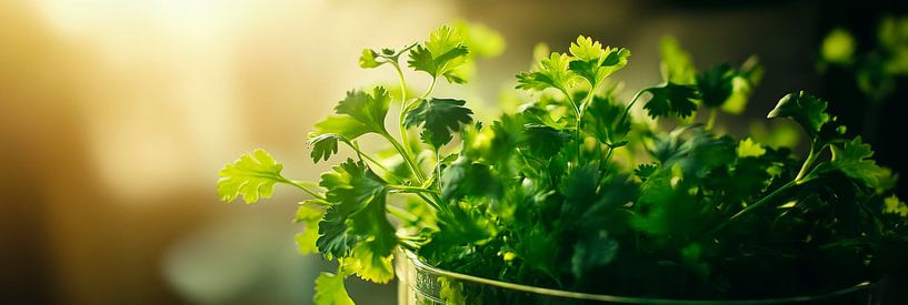 Coriander plant by Poster Art Shop