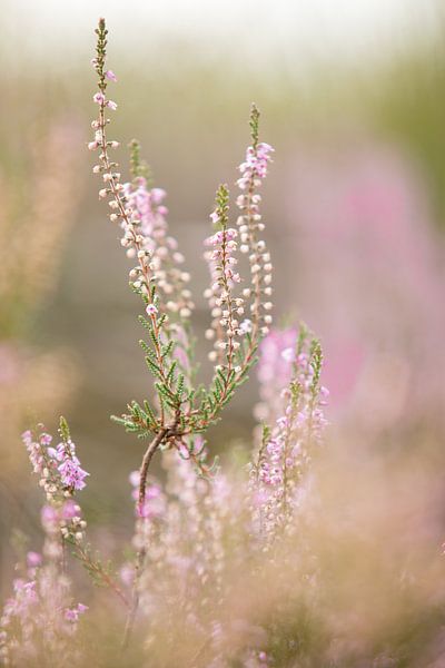 Blühende lila Heidekrautblüten auf der Veluwe. von Karijn | Fine art Natuur en Reis Fotografie