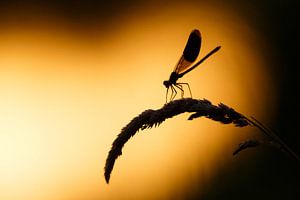 Demoiselle de Meadow creek