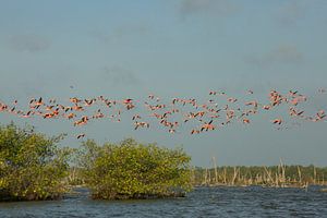 Größere Flamingogruppe überfliegt See in Suriname