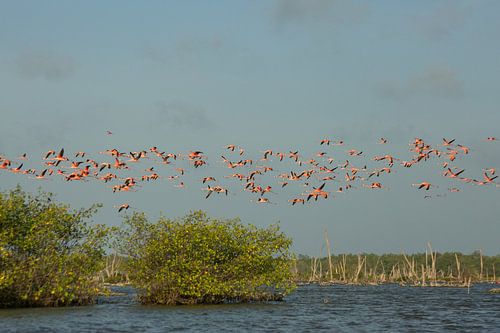 Grotere flamingo groep vliegt over meer in Suriname