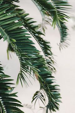 Palmbladeren close-up van Marika Huisman fotografie