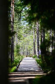 Sentier forestier en bois dans la lumière du matin sur Maarten van der Weide