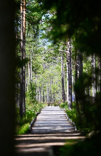 Bospad van hout in ochtendlicht