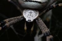 Wasp spider