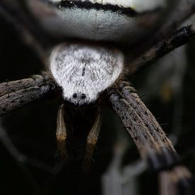 Guêpe araignée sur Kurt Hohenbichler