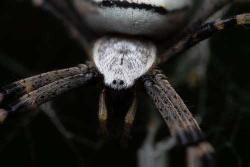 Wespenspin van Kurt Hohenbichler