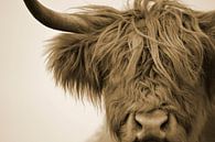 Schotse hooglander detail kop sepia van Sascha van Dam thumbnail