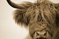 Schotse hooglander detail kop sepia