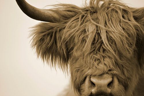 Détail de la tête d'un highlander écossais en sépia