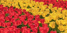 Flowering tulip fields in spring, Netherlands by Markus Lange