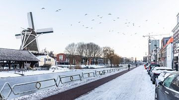 Vogels vliegen voorbij Molen de Ster in Utrecht van De Utrechtse Internet Courant (DUIC)