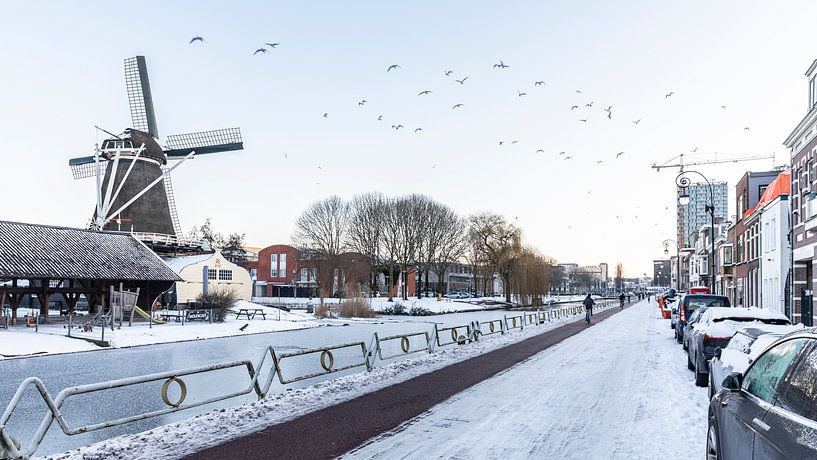 Vogels vliegen voorbij Molen de Ster in Utrecht van De Utrechtse Internet Courant (DUIC)