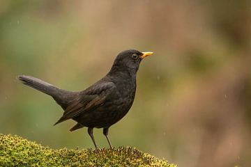 Merle noir dans la forêt