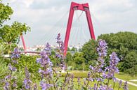 De Willemsbrug in Rotterdam met lavendel en bijtjes van Michèle Huge thumbnail