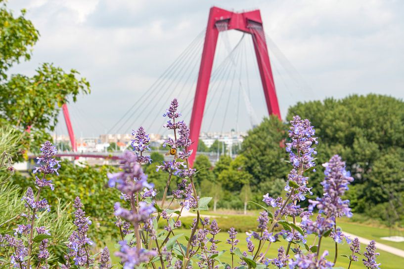 De Willemsbrug in Rotterdam met lavendel en bijtjes van Michèle Huge