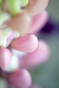 lupine