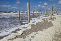 Petten in Palen