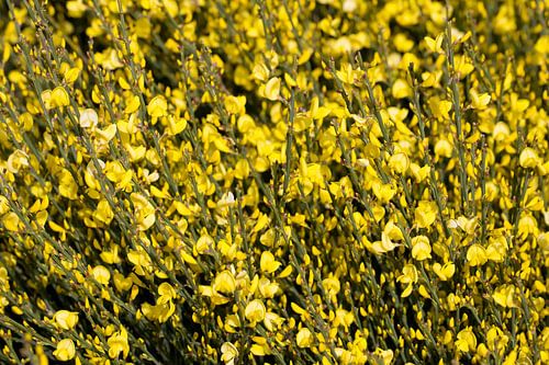 Genista