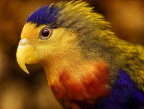 Kleurrijke vogel laat de kunstzinnigheid van de natuur in detail zien