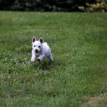 PUPPY POWER by Monique Zielman