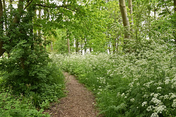 Chemin forestier
