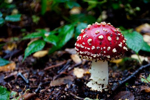 Paddenstoel, rood met witte stippen