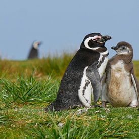 Magellanic pinguin met chick von Remco van Kampen