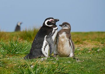 Magellanic pinguin met chick by Remco van Kampen