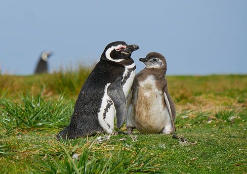 Magellanic pinguin met chick