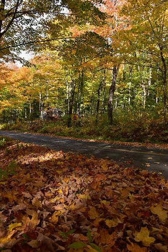 Een landweg in de herfst
