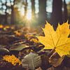 Gouden herfst - esdoornblad tegen het licht van Jonathan Schöps | UNDARSTELLBAR