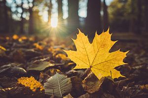 Goldener Herbst — Ahornblatt im Gegenlicht von Jonathan Schöps | UNDARSTELLBAR.COM — Visuelle Gedanken zu Gott