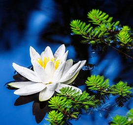Weiße Seerosenblüte im Teich von ManfredFotos