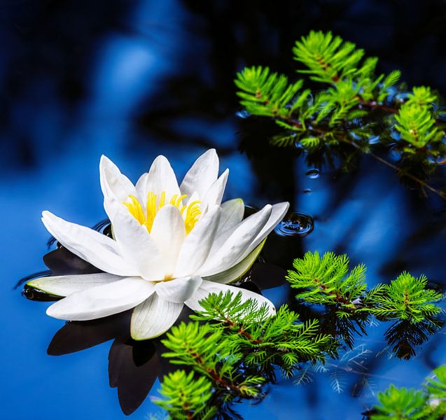 Nénuphars blancs en fleur dans un étang par ManfredFotos